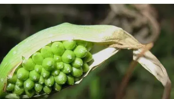 2018种半夏赚钱吗？半夏种植的利润与投资成本及前景预测