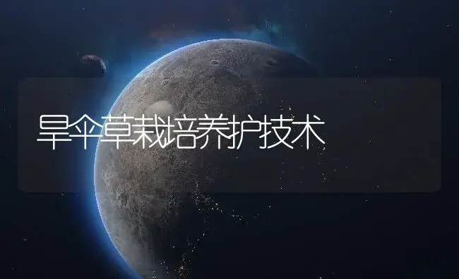 旱伞草栽培养护技术 | 植物知识