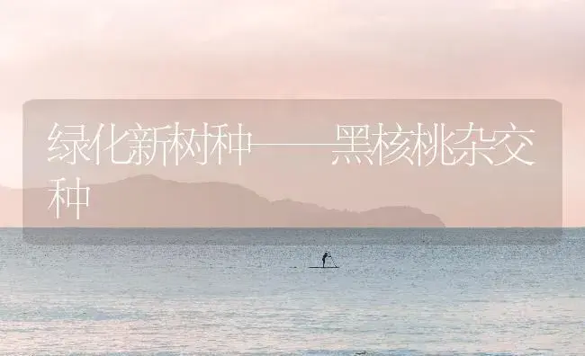 绿化新树种——黑核桃杂交种 | 植物知识
