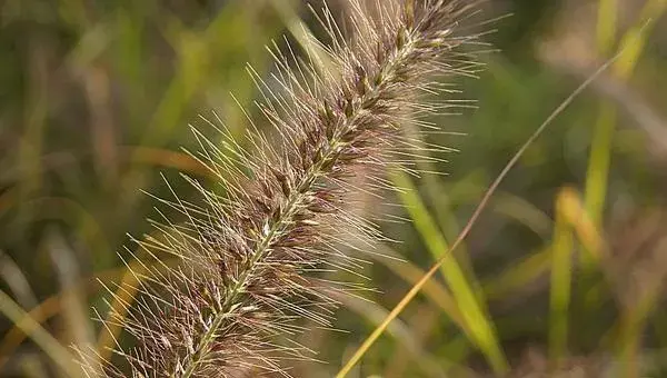 2018种狼尾草赚钱吗？狼尾草种植的利润与投资成本及前景预测