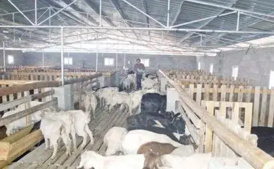 母羊怀孕的饲料饲喂标准介绍