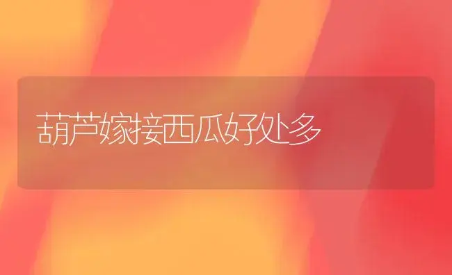 葫芦嫁接西瓜好处多 | 植物科普
