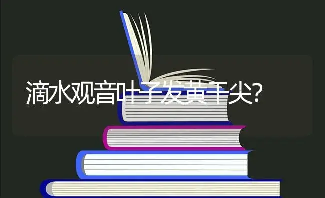 滴水观音叶子发黄干尖？ | 植物问答