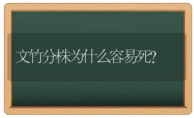 文竹分株为什么容易死？ | 植物问答