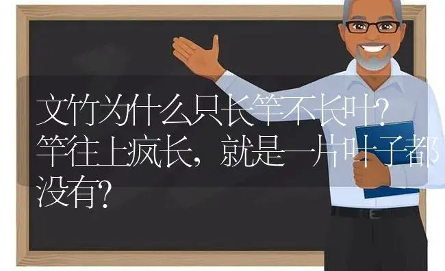 文竹为什么只长竿不长叶？竿往上疯长，就是一片叶子都没有？ | 植物问答