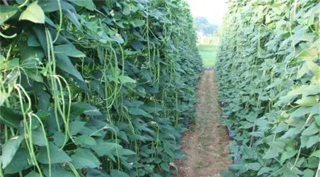 豆角种植有前景吗？豆角怎么种植