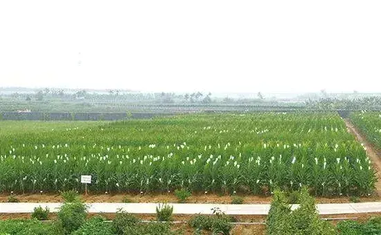玉米苗期管理措施注意什么