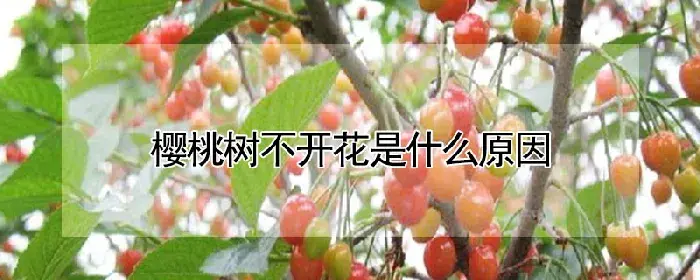 樱桃树不开花是什么原因