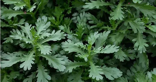 茼蒿科学种植技术