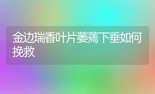 金边瑞香叶片萎蔫下垂如何挽救 | 植物知识