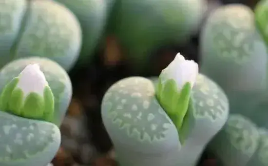 怎么判断生石花化水