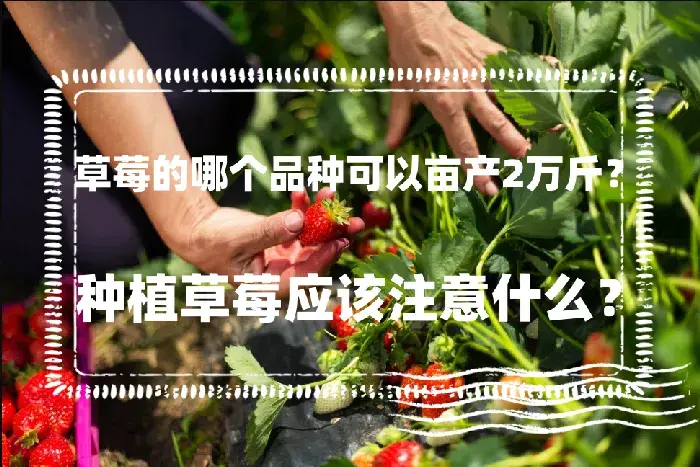 草莓的哪个品种可以亩产2万斤？种植草莓应该注意什么？