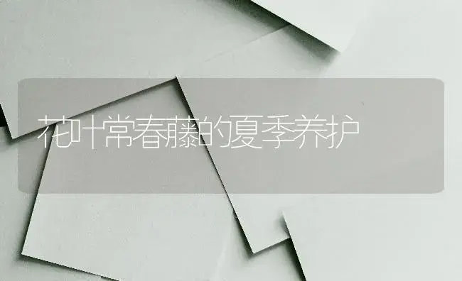 花叶常春藤的夏季养护 | 植物知识