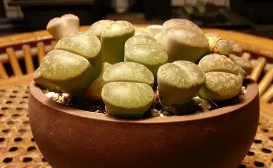 生石花徒长了怎么办，四步教你抑制生石花徒长