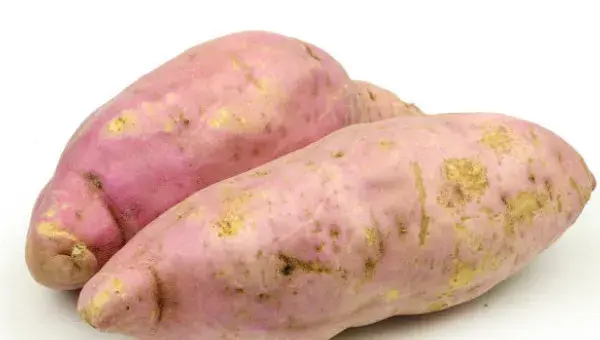 地瓜怕冻吗