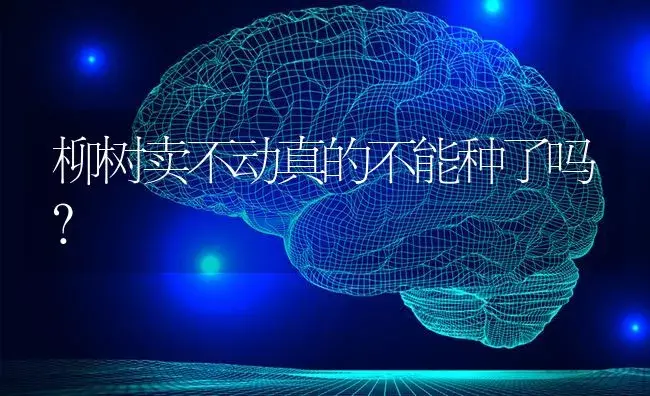 柳树卖不动真的不能种了吗？ | 植物知识