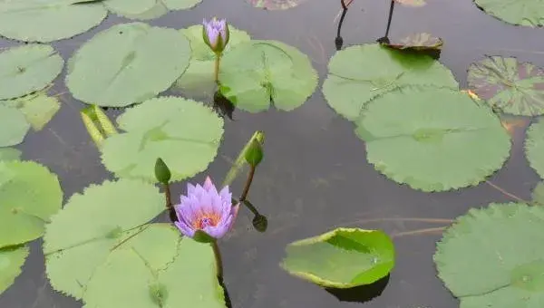 睡莲怎么种 睡莲种植方法与注意事项