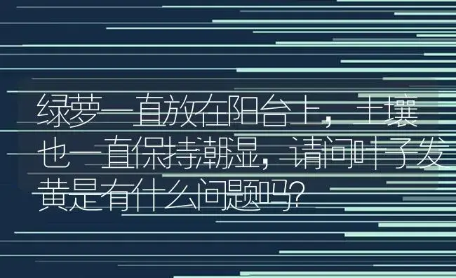 绿萝一直放在阳台上，土壤也一直保持潮湿，请问叶子发黄是有什么问题吗？ | 植物问答