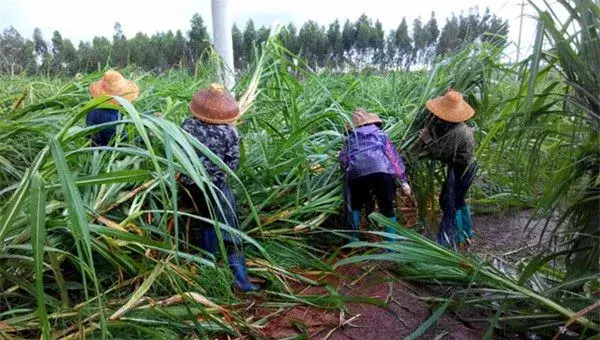 南方地区冬植甘蔗的高产栽培技术