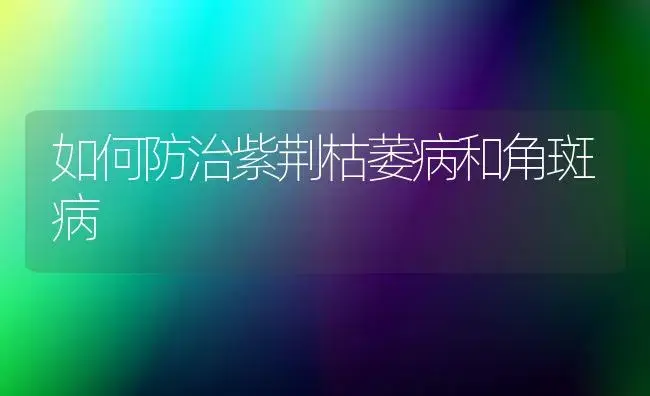 切花郁金香水培经验分享 | 植物知识