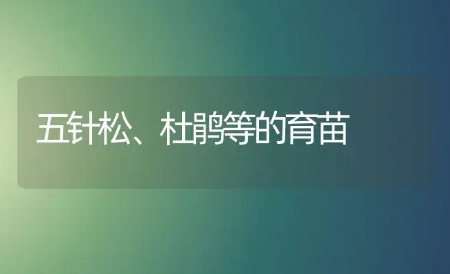 五针松、杜鹃等的育苗 | 植物科普