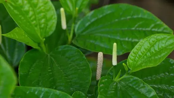 2018种细辛赚钱吗？细辛种植的利润与投资成本及前景预测