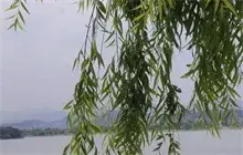 中国柳树之乡实现绿色产业崛起