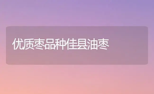 优质枣品种佳县油枣 | 植物科普