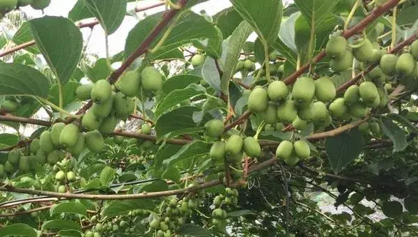 软枣猕猴桃的种植技术与注意事项