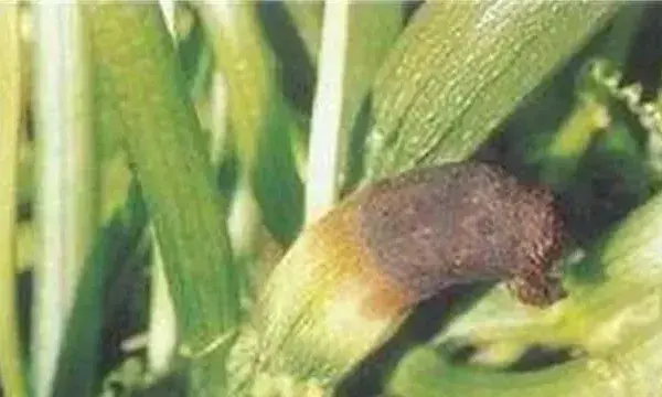 西葫芦化瓜是什么原因