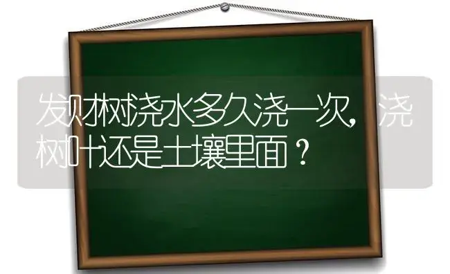 发财树浇水多久浇一次，浇树叶还是土壤里面？ | 植物问答