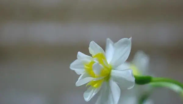 水仙花怎么养 水仙花养殖方法与注意事项