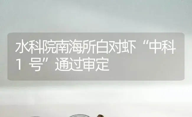 水科院南海所白对虾“中科1号”通过审定 | 植物科普