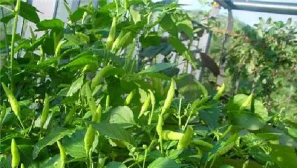 菜用枸杞栽培技术注意什么