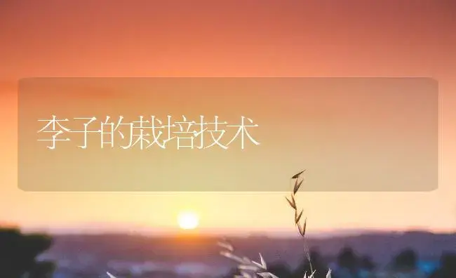 李子的栽培技术 | 植物百科
