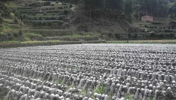 黑木耳种植时间及方法 黑木耳栽培技术