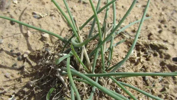 葱种植前景怎么样 沙葱种植多少年可以受益