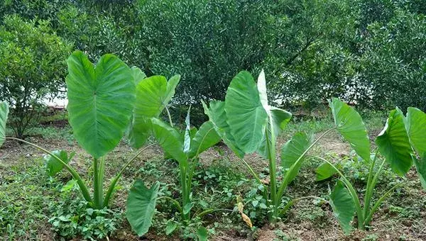 2018种芋头赚钱吗？芋头种植的利润与投资成本及前景预测