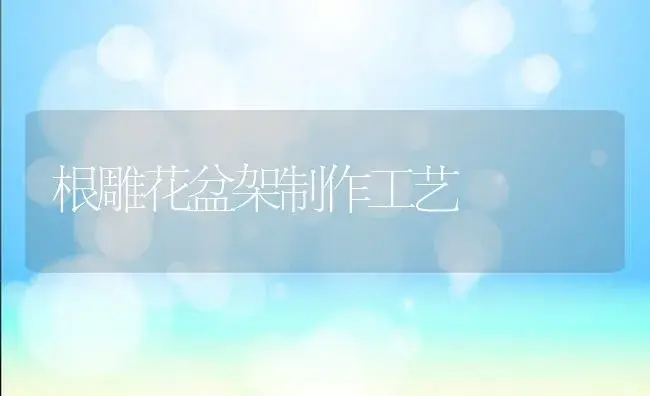 玫瑰的用途 | 植物科普