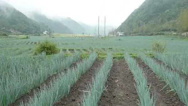 大葱种植技术 大葱高产栽培技术