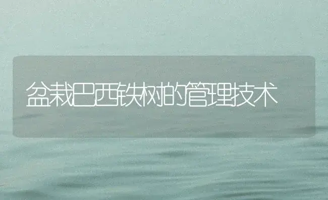 盆栽巴西铁树的管理技术 | 植物知识