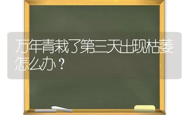 万年青栽了第三天出现枯萎怎么办？ | 植物问答