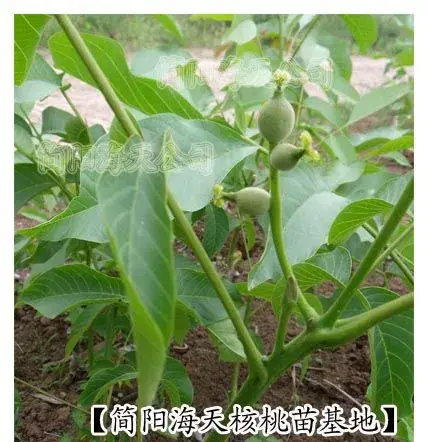 早实核桃怎么种？早实核桃栽培技术及管理技巧