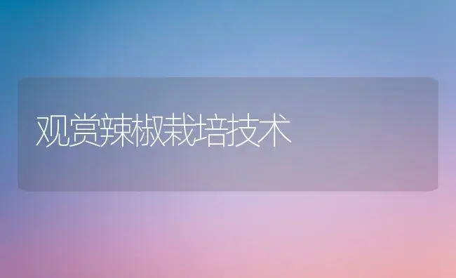 观赏辣椒栽培技术 | 植物科普