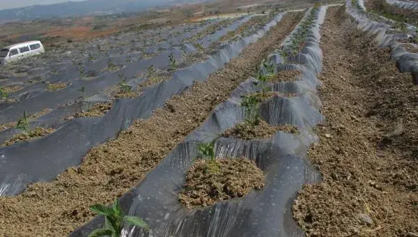 人参果种植技术