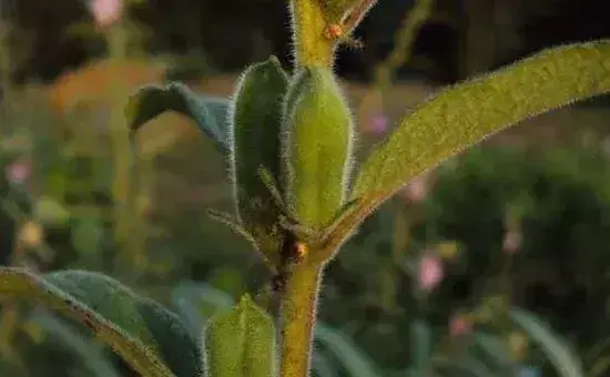 芝麻的种植方法