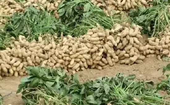 2019年夏花生种植技术要点