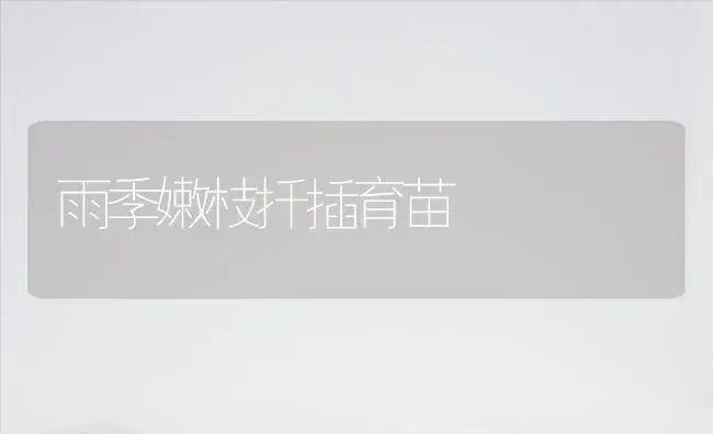 雨季嫩枝扦插育苗 | 植物知识