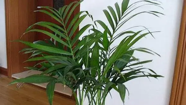 凤尾竹怎么浇水（多久浇一次）凤尾竹怎么修剪