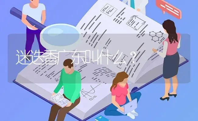 迷迭香广东叫什么？ | 植物问答